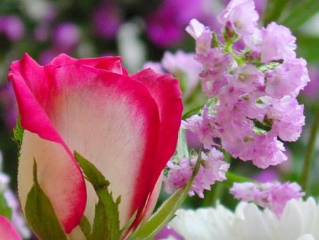 Rose et fleur