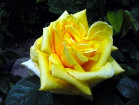 Jaune