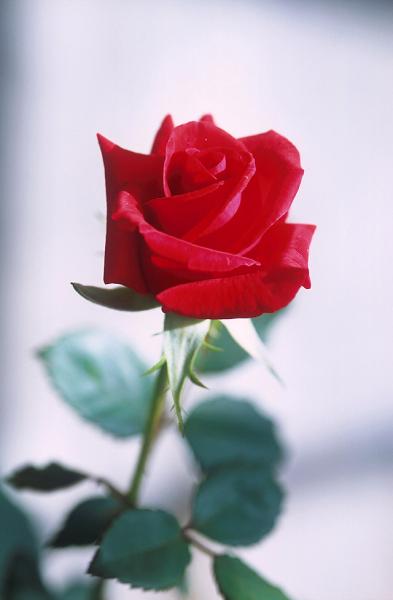 Rose du week-end