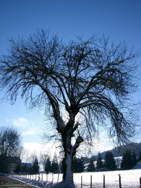 Arbres