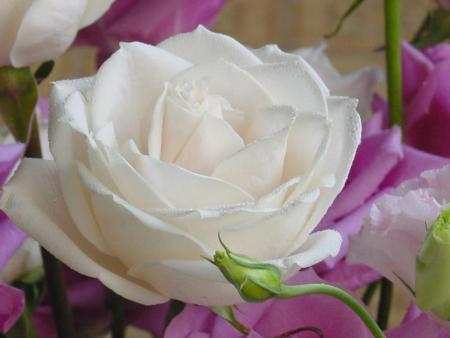 Blanche & mauve