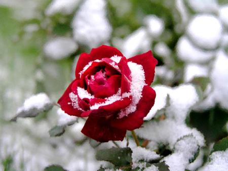 Rose neige