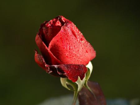 Rouge gouttes d'eau