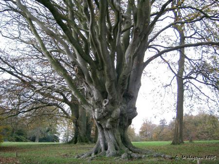 Prière de l'arbre