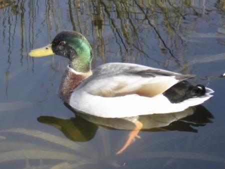 Recette du canard à l'orange