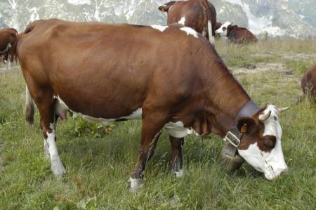 La vache !!