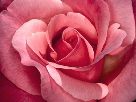 Rose choupette