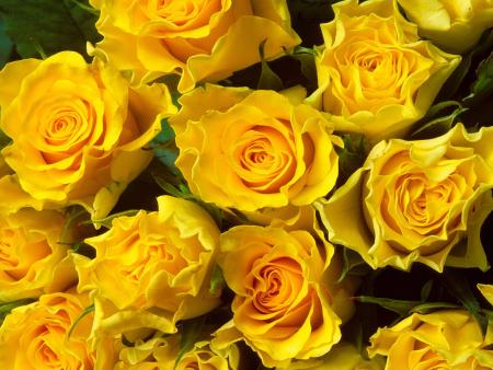 Bouquet de roses jaune