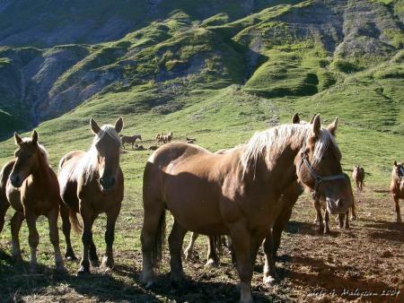 Le cheval