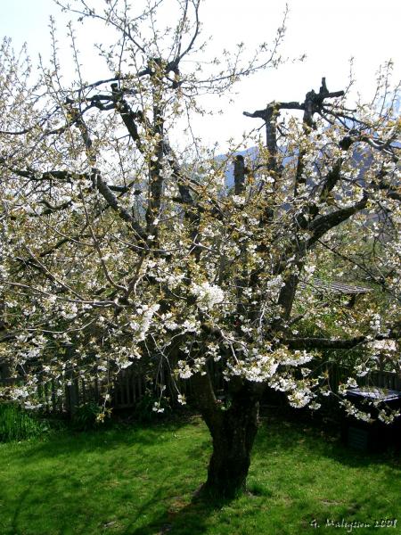 Cerisier