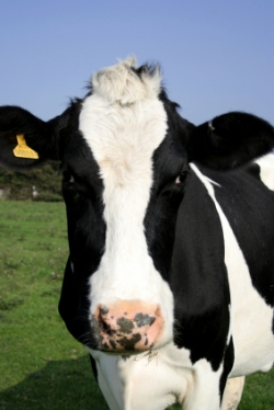 Les vaches !!