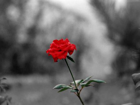 Une seule rose