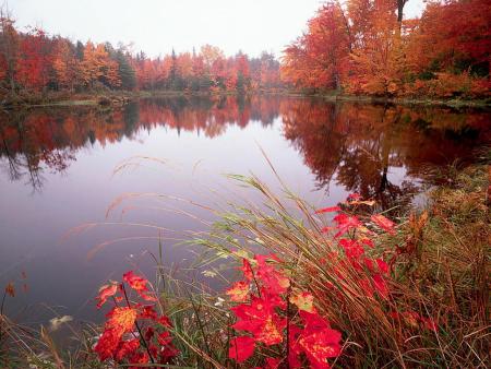 Chanson d'automne