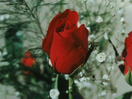 Rouge