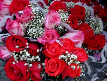 Rouge & rose