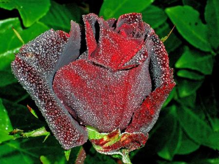 Rouge