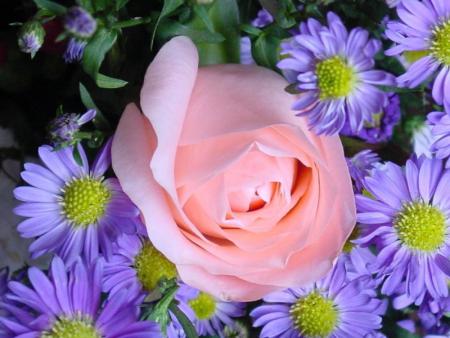 Rose et fleurs