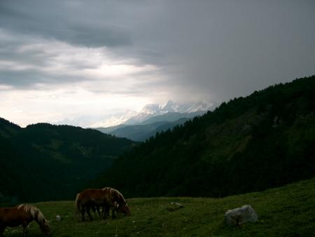 Chevaux