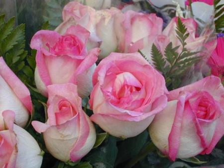 Roses (rose)