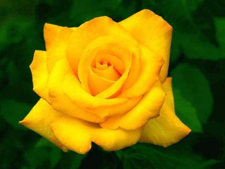 Jaune