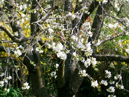 Printemps